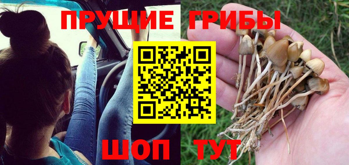 Псилоцибиновые грибы Psilocybine cubensis  Вход с VPN  Советский 